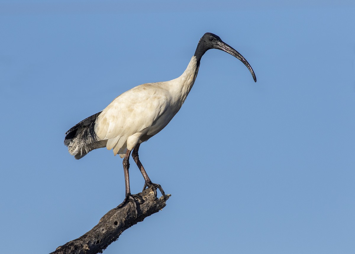 Australian Ibis - Stephen Murray
