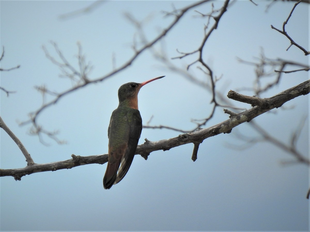 kolibřík ryšavý - ML230825391