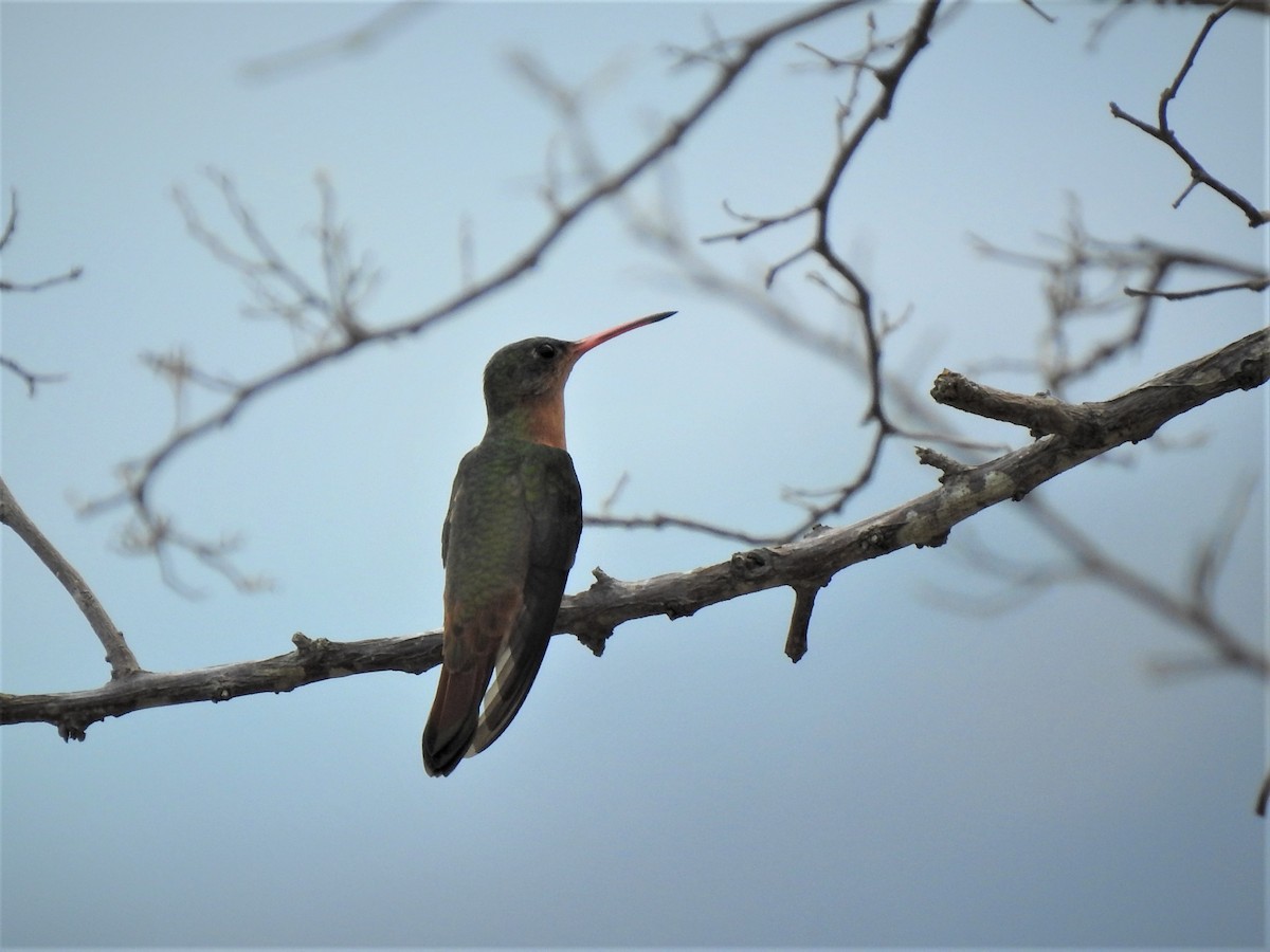 Tarçın Renkli Kolibri - ML230825391