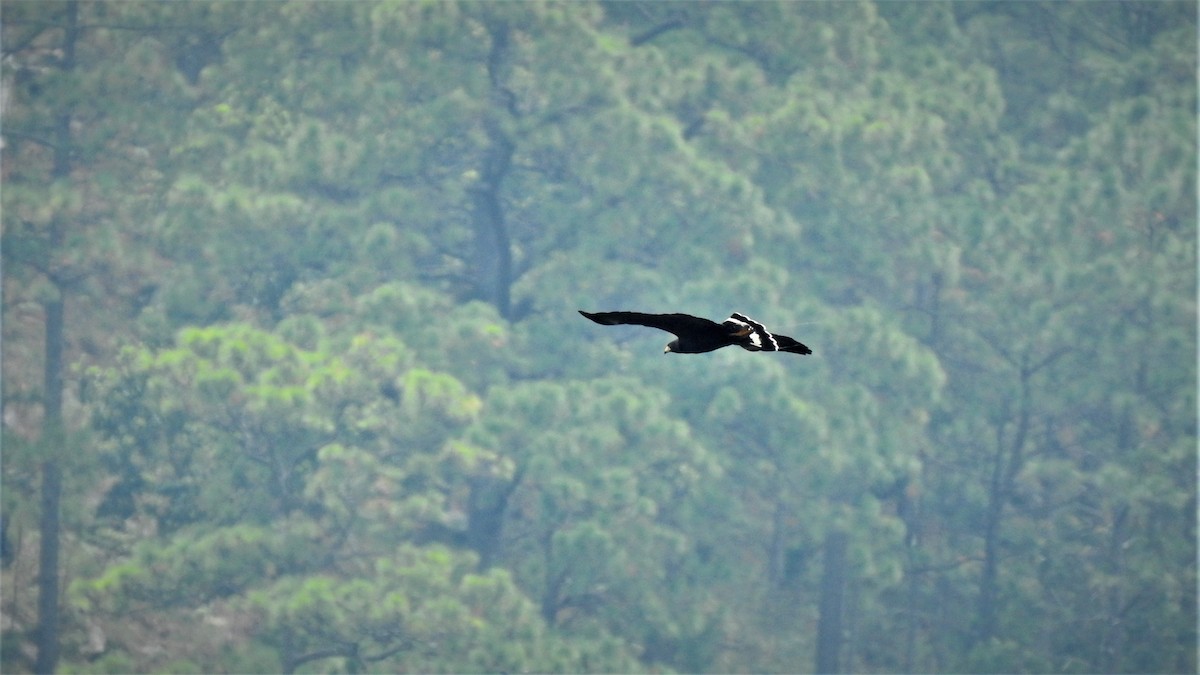 Common Black Hawk - ML230825881