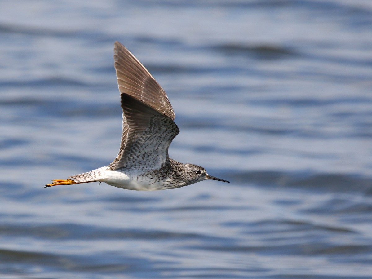 Lesser Yellowlegs - Dominick Fenech