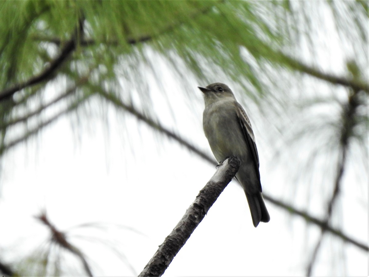 Western Wood-Pewee - Gabriel Cordón