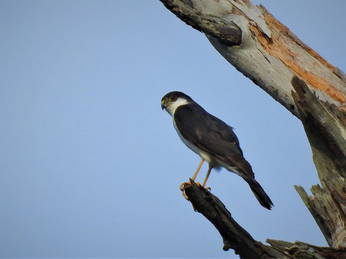 Sharp-shinned Hawk (White-breasted) - ML230828841