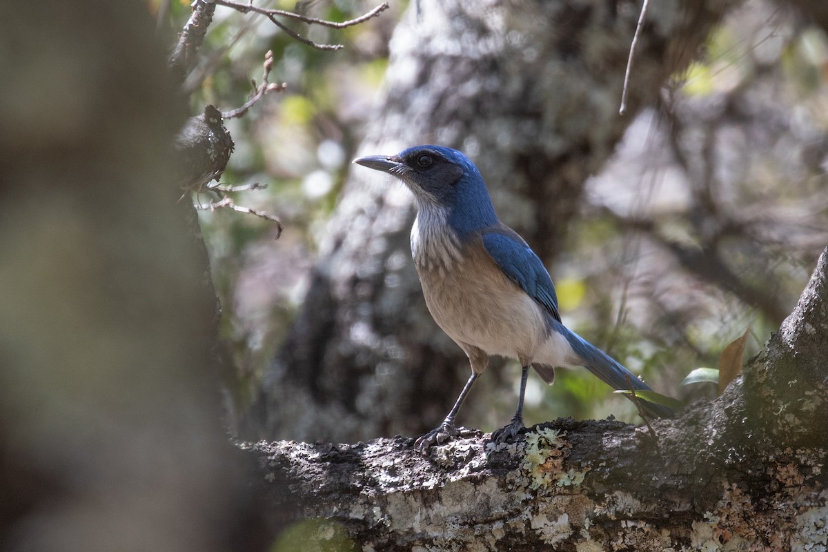 Woodhouse's Scrub-Jay (Sumichrast's) - ML230830061