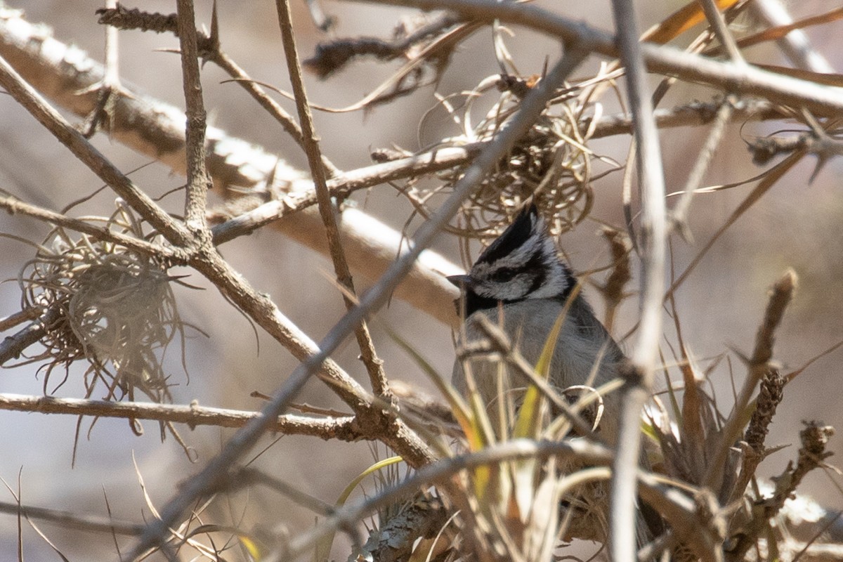 Bridled Titmouse - ML230830081