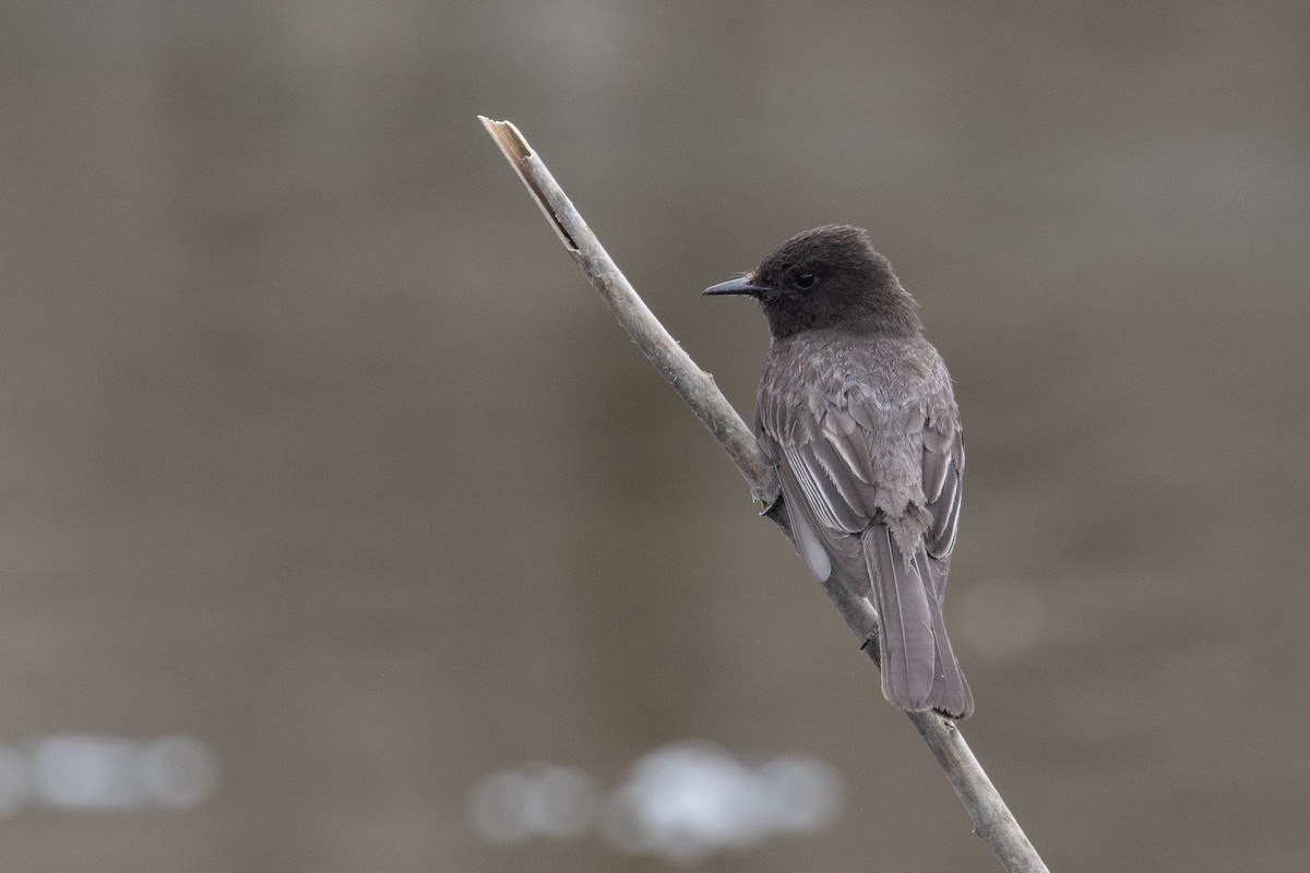 Mosquero Negro (grupo nigricans) - ML230830231