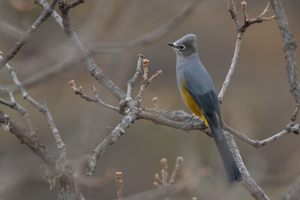 Gray Silky-flycatcher - ML230830251