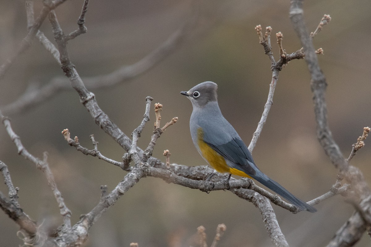 Gray Silky-flycatcher - ML230830271