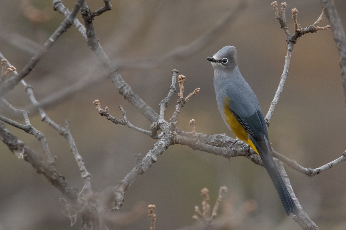 Gray Silky-flycatcher - ML230830281