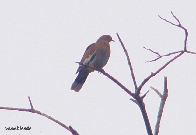 White-winged Dove - ML230830551