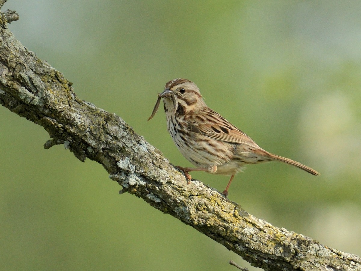 Song Sparrow - Bob Epperson