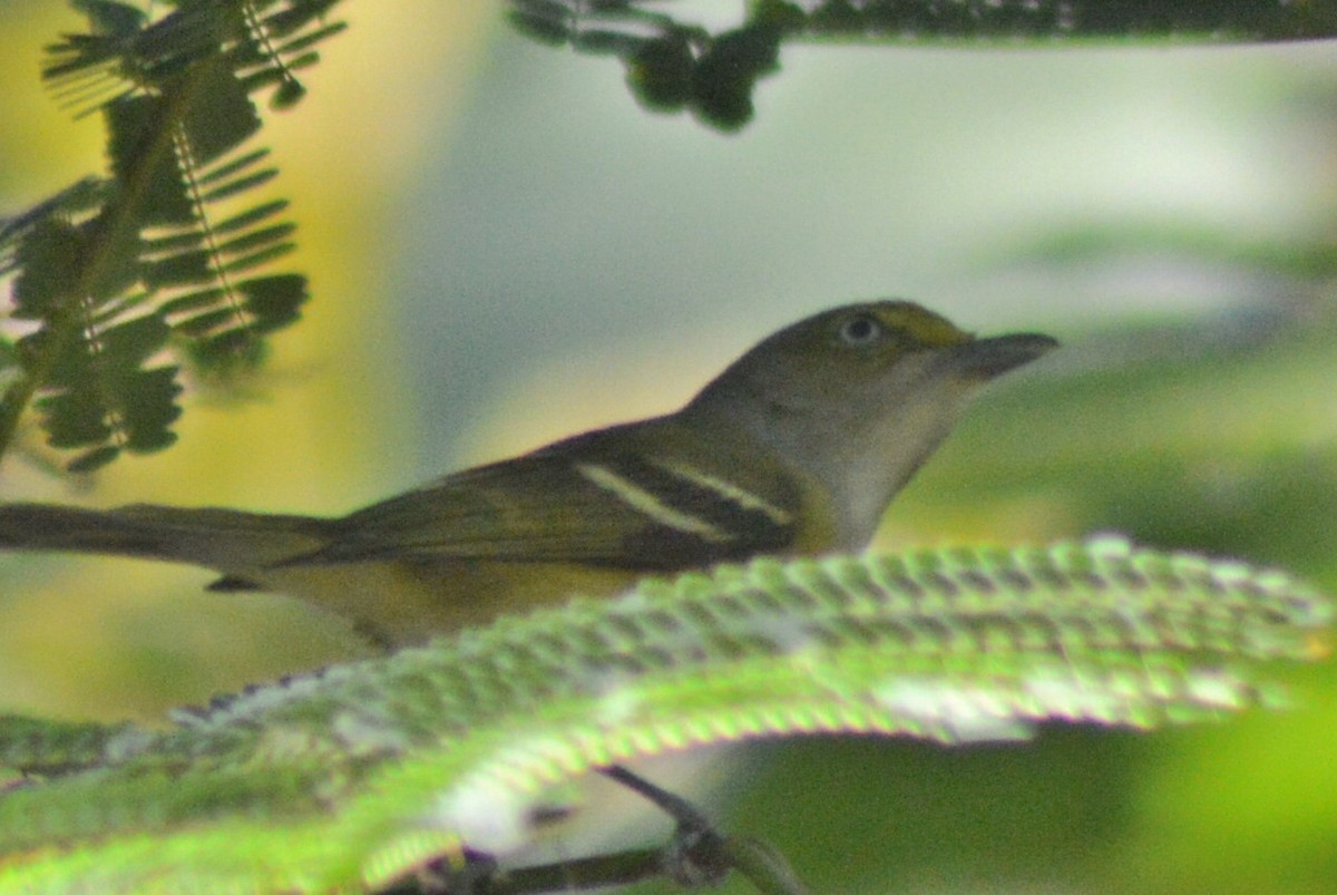 White-eyed Vireo - Carlos Mancera (Tuxtla Birding Club)