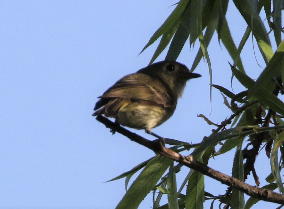 Western Flycatcher (Pacific-slope) - ML230832381