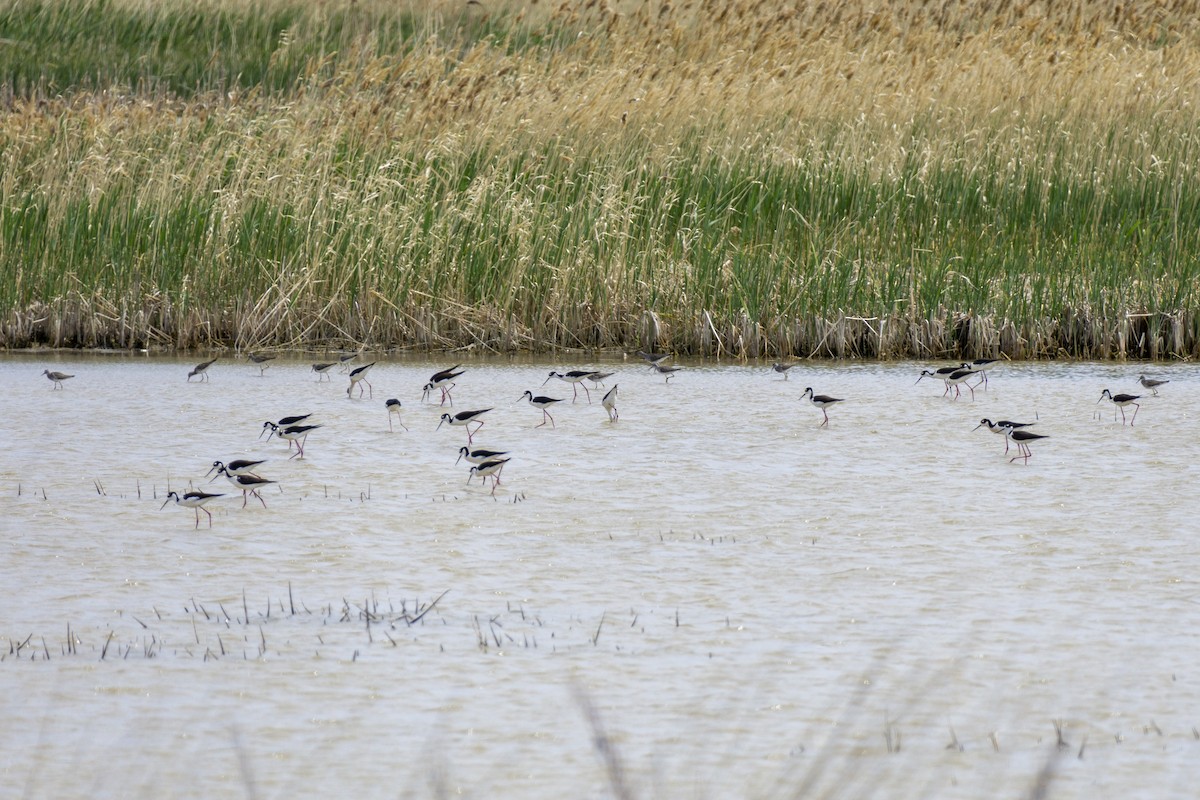 Lesser Yellowlegs - ML230832541