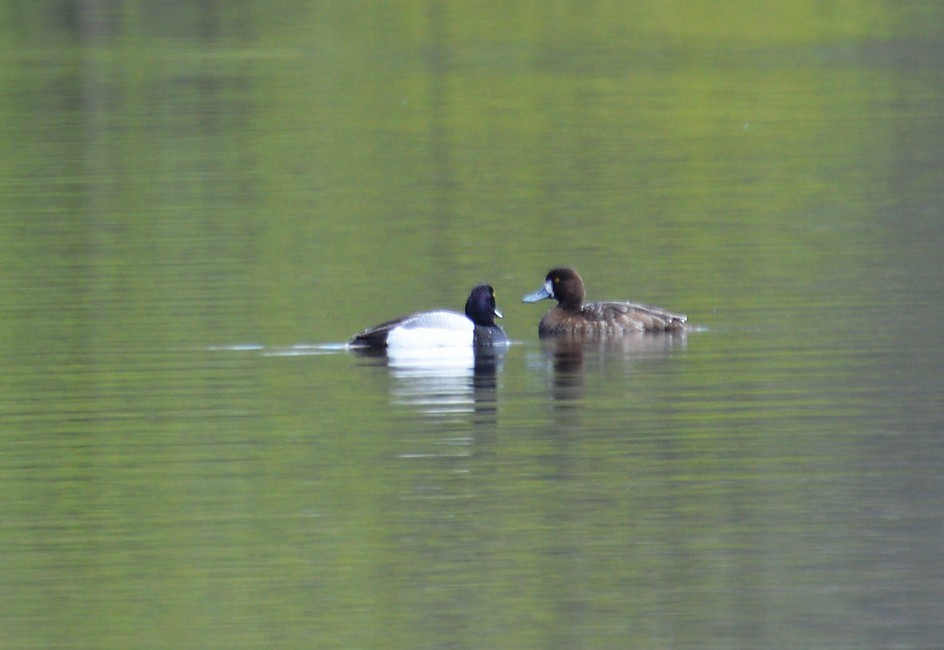 Greater Scaup - ML230833351