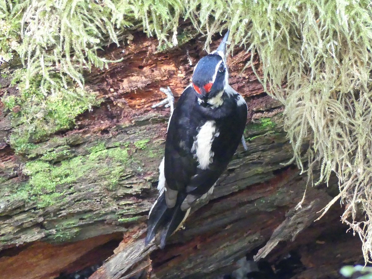 Hairy Woodpecker - ML230839411