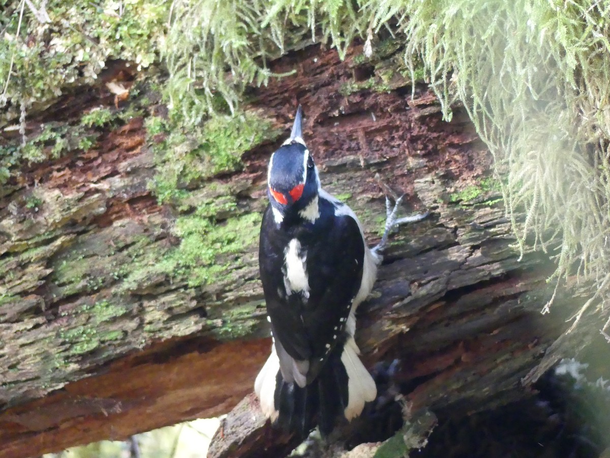 Hairy Woodpecker - ML230839511