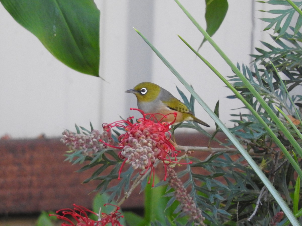 Silvereye - ML230840831