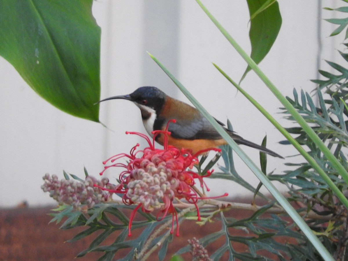 Eastern Spinebill - Heather King