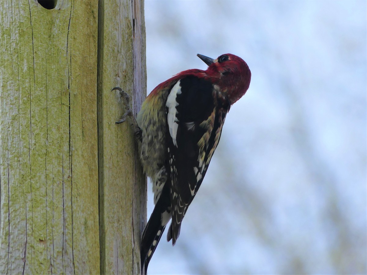 Red-breasted Sapsucker - ML230841381