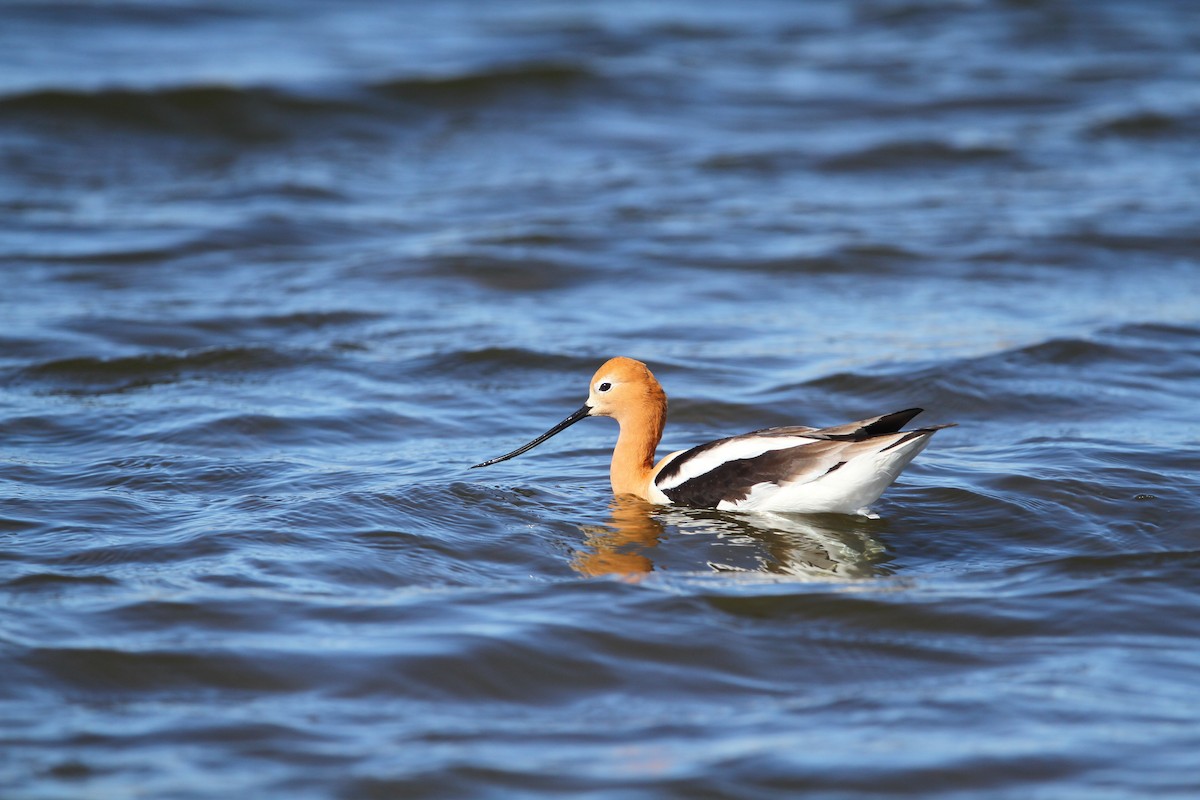 American Avocet - Jesse Watson