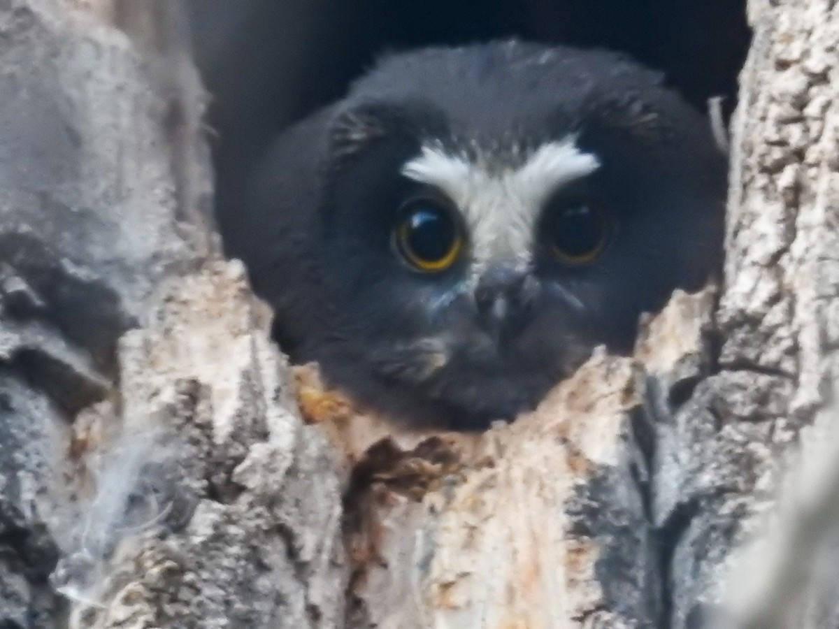 Northern Saw-whet Owl - ML230841851