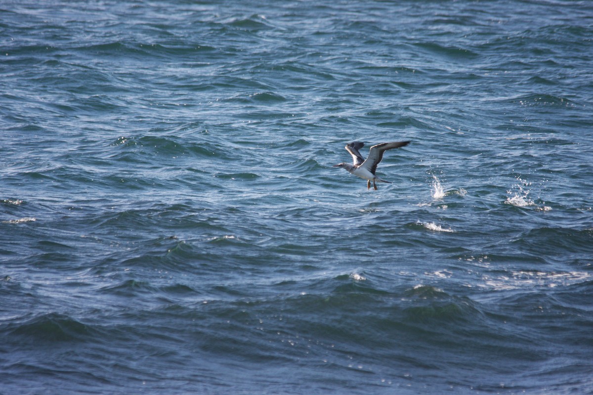 Australasian Gannet - ML230841921