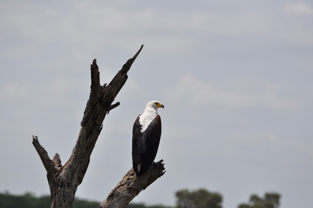 African Fish-Eagle - ML230841951