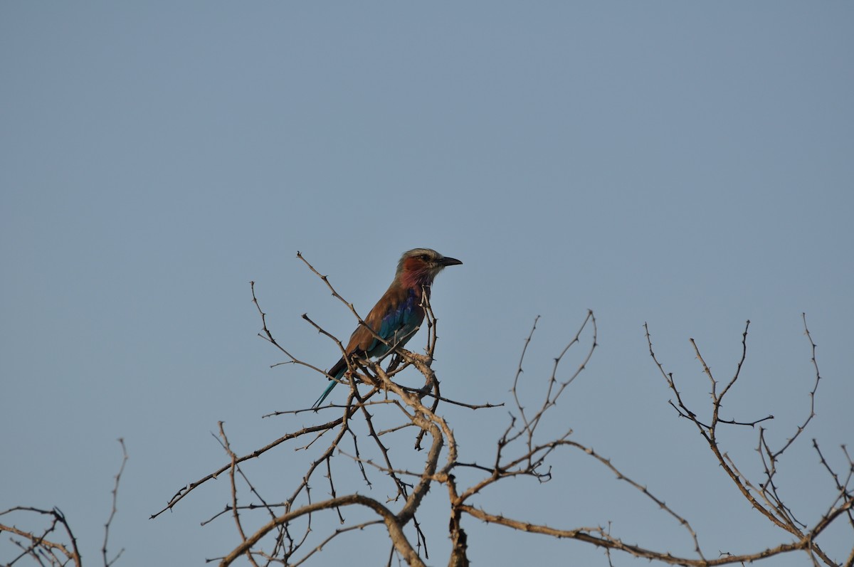 Lilac-breasted Roller - ML230841981