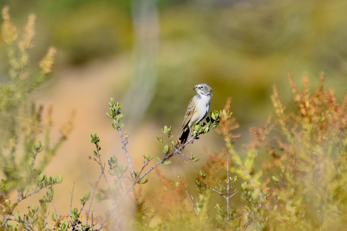 Bell's Sparrow - Kai  Mills