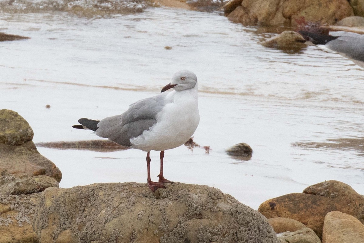 Gaviota Cabecigrís - ML230844141