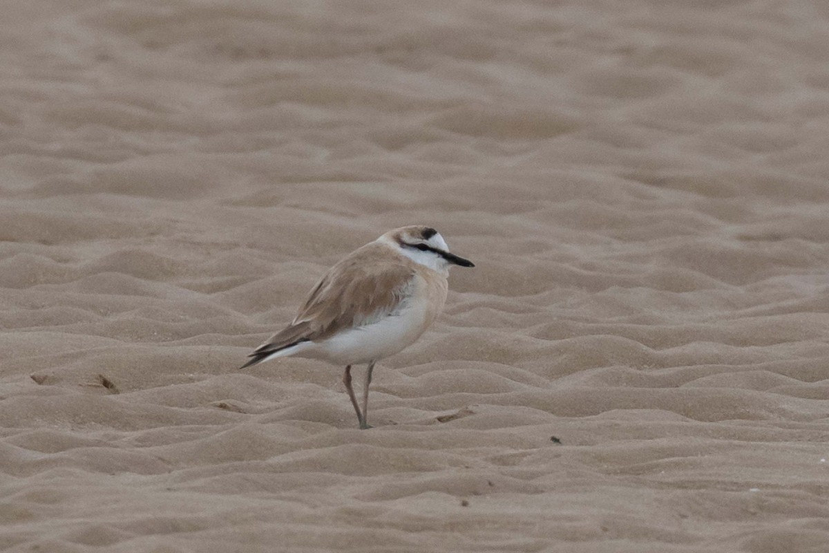 White-fronted Plover - ML230844851