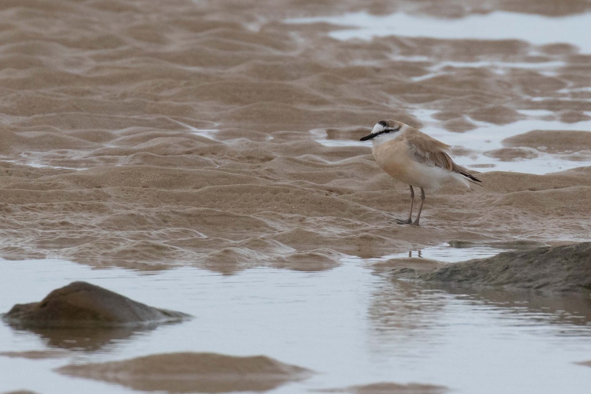 White-fronted Plover - ML230844871
