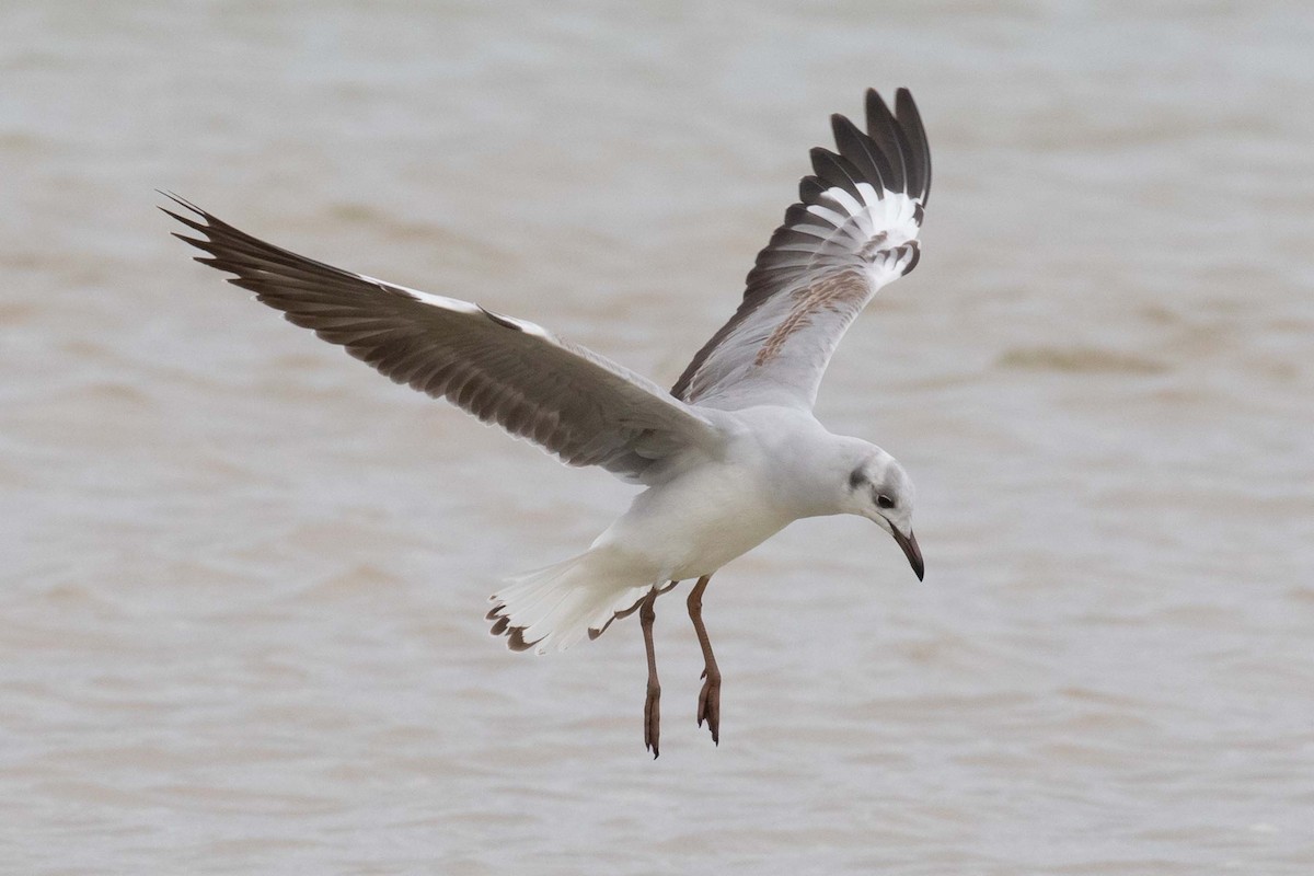 Gray-hooded Gull - ML230845001