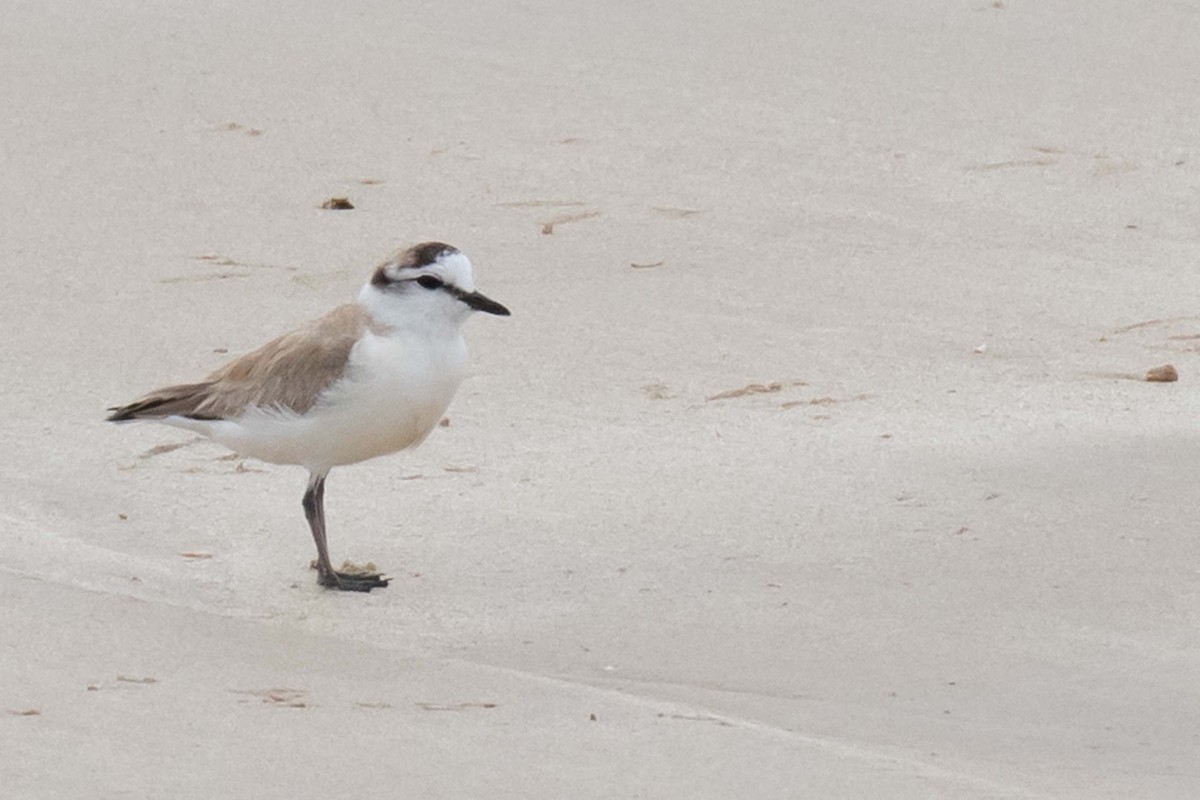 White-fronted Plover - ML230845301