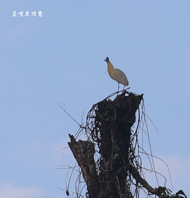 Capped Heron - Qiang Zeng