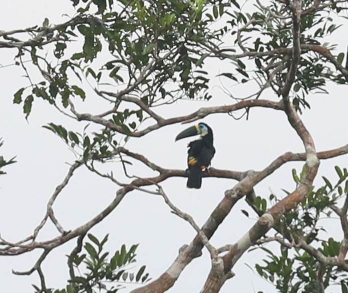 White-throated Toucan - Qiang Zeng