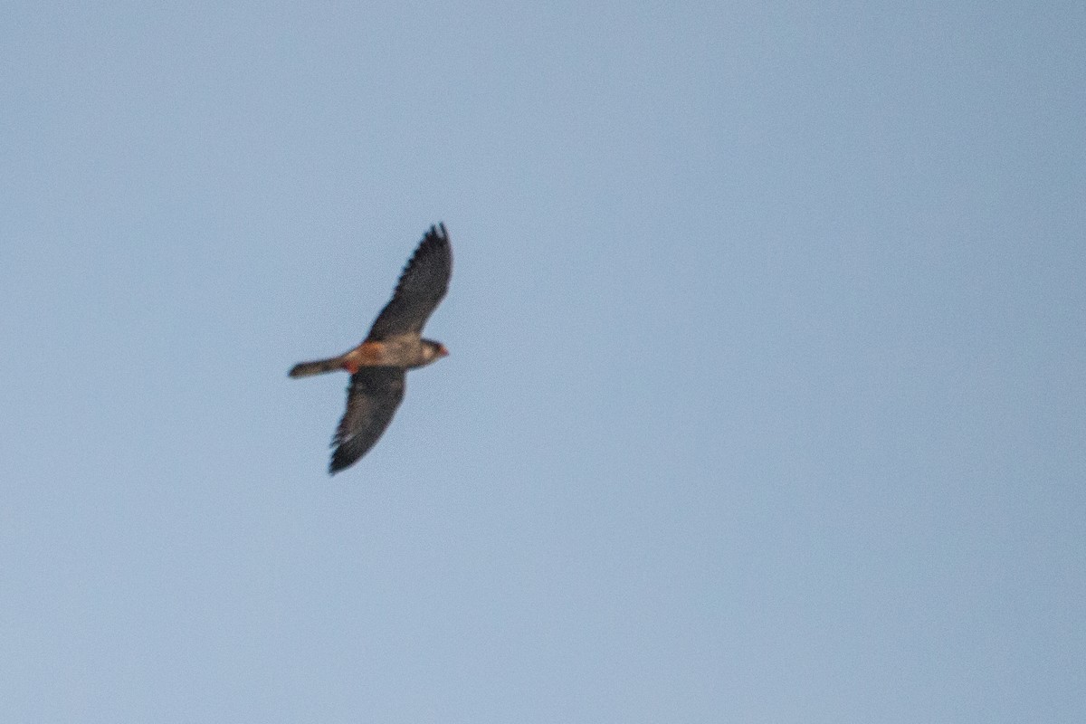 Amur Falcon - ML230846801
