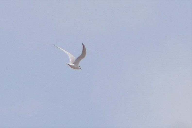 Gull-billed Tern - Lorenzo Cocco