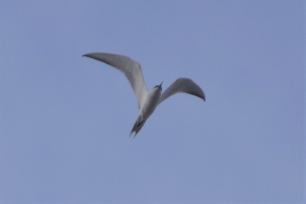 Gull-billed Tern - ML230848001