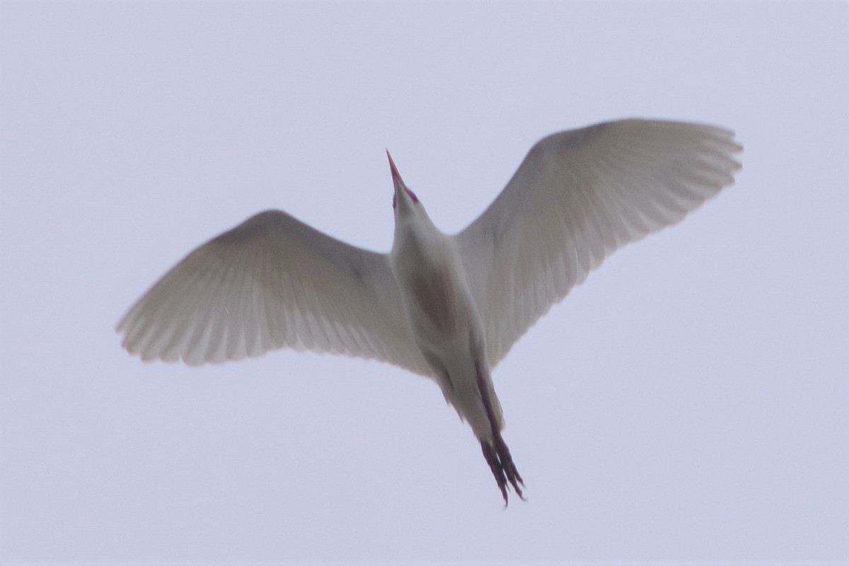 Western Cattle Egret - ML230848091