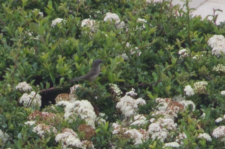 Marmora's Warbler - Lorenzo Cocco