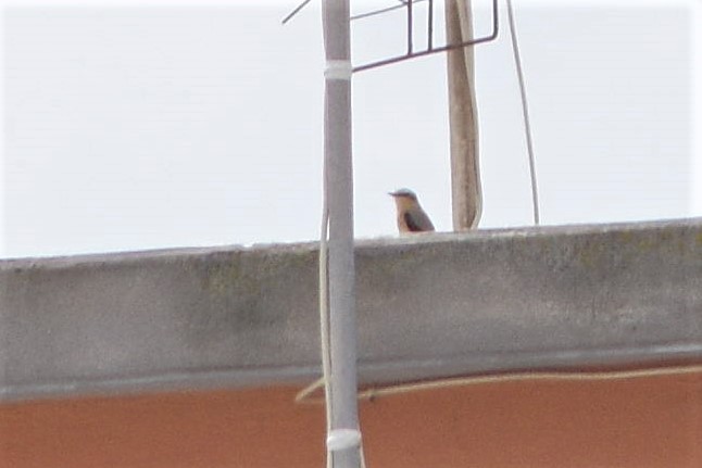 Northern Wheatear - Lorenzo Cocco