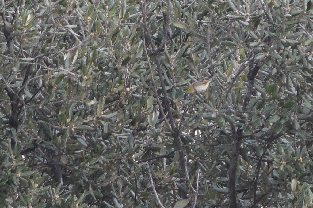 Wood Warbler - Lorenzo Cocco