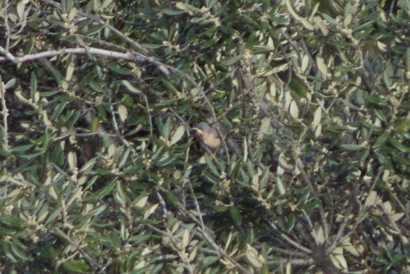 Eastern Subalpine Warbler - Lorenzo Cocco