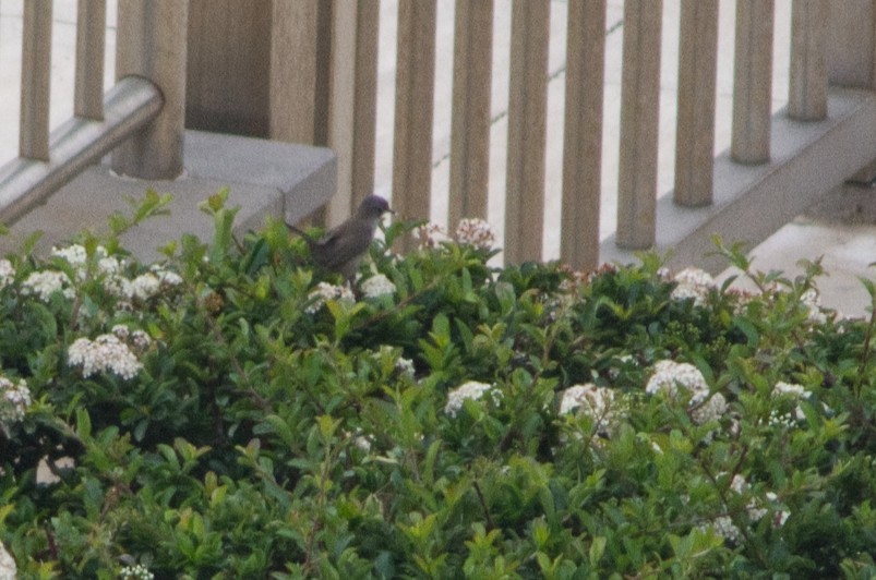 Marmora's Warbler - Lorenzo Cocco