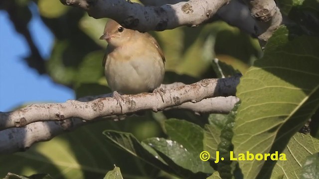 Garden Warbler - ML230849491