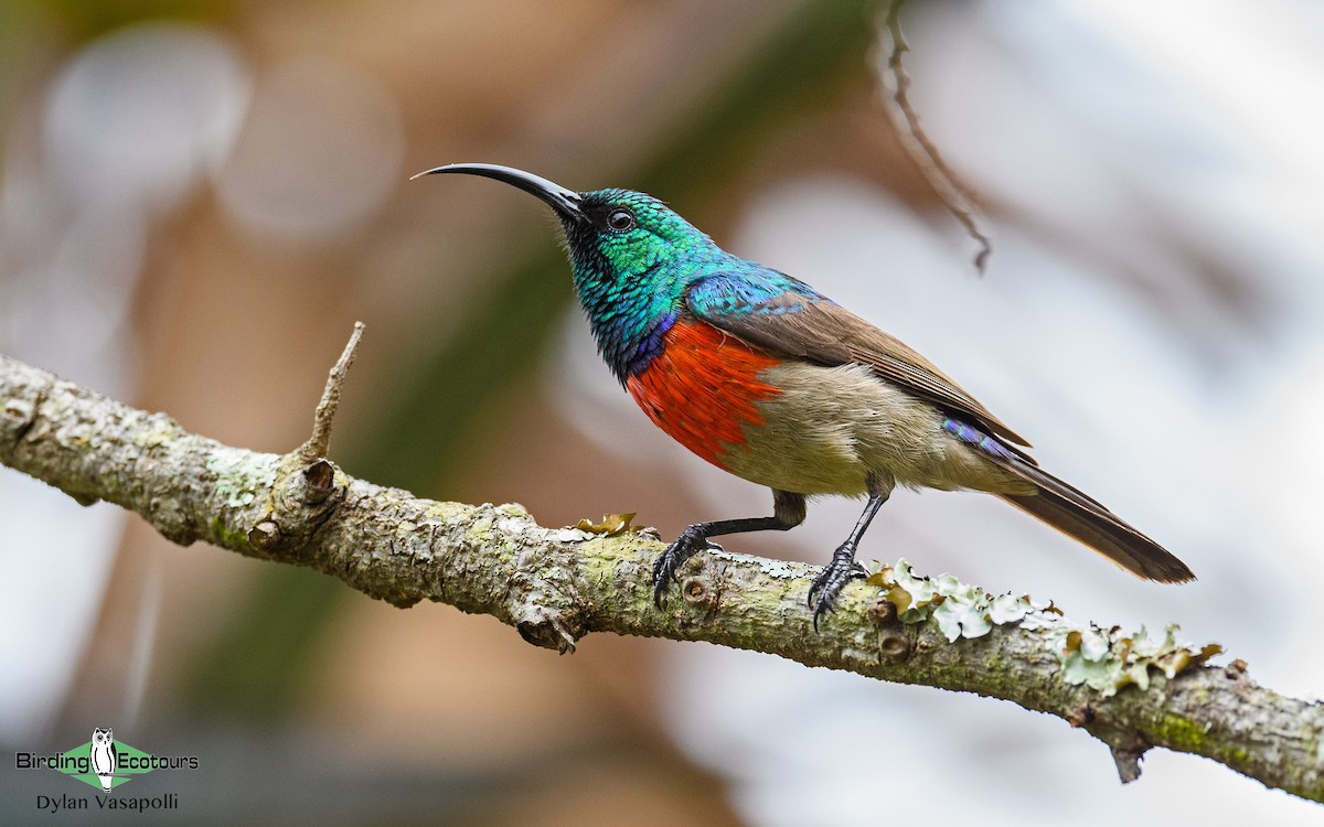 Greater Double-collared Sunbird - ML230850671