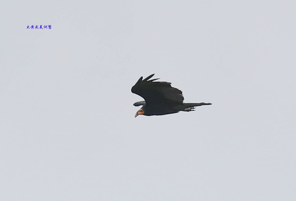 Greater Yellow-headed Vulture - Qiang Zeng