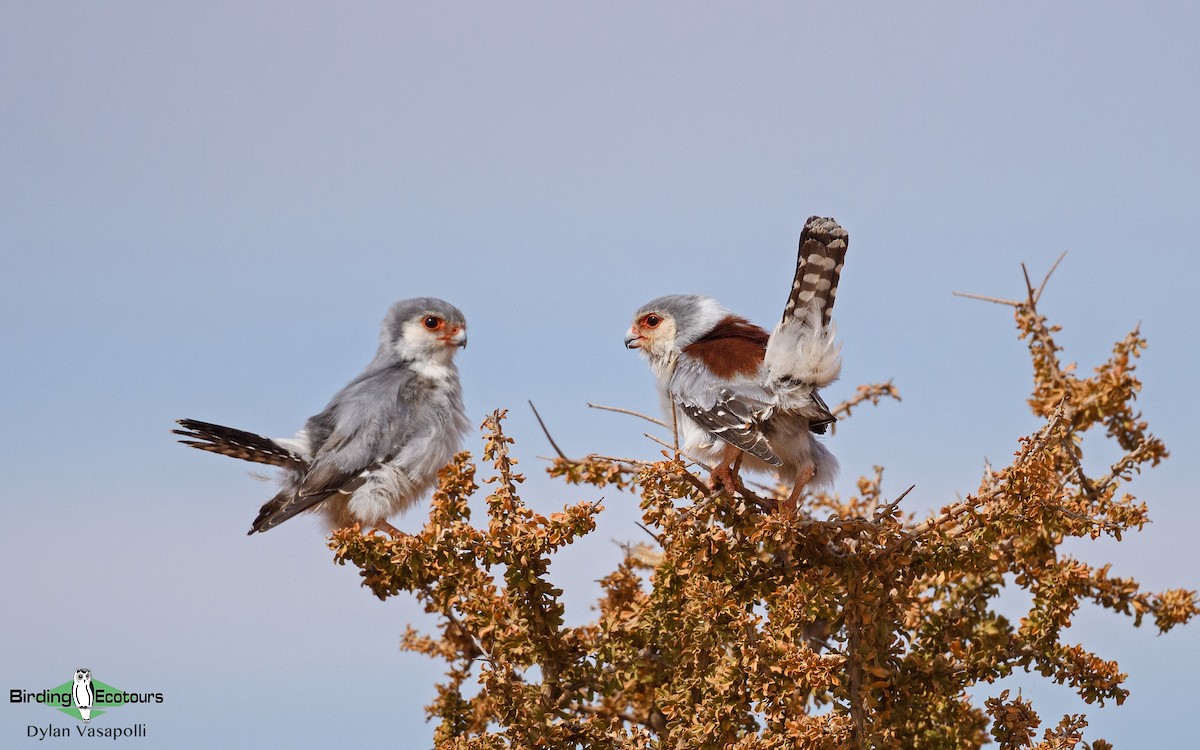 Pygmy Falcon - ML230851961